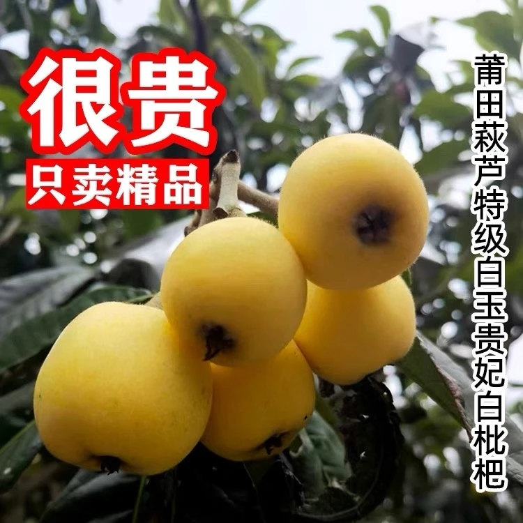 莆田三月白枇杷新鲜白玉白梨枇杷大果农家不打药不催熟净含量5斤