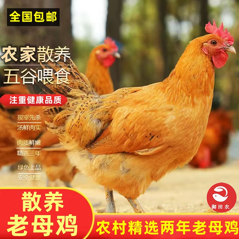 两年土老母鸡正宗农家笨鸡精选肉质品质现杀月子鸡走地鸡