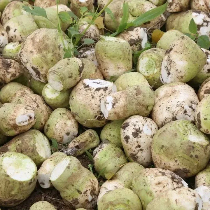 大兜菜5斤左右 顺丰包邮 花叶萝卜大兜菜生果 送货到家