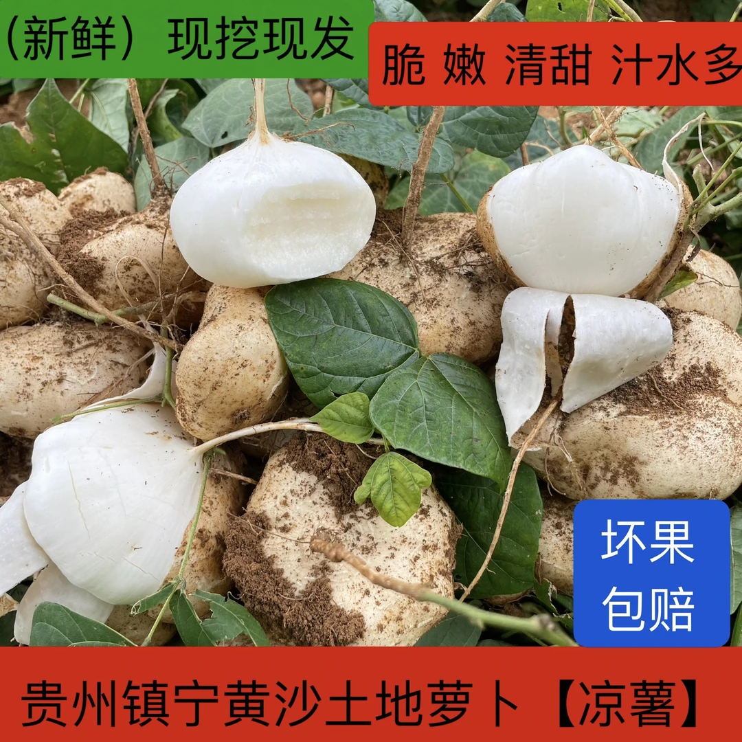 贵州镇宁高山黄沙土地萝卜 新鲜好吃脆嫩多汁（坏果包赔）产地发货