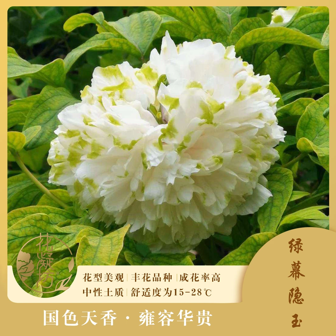 花凝坊【绿幕隐玉】 洛阳牡丹花会绿色系品种 带盆原土 琼台玉露