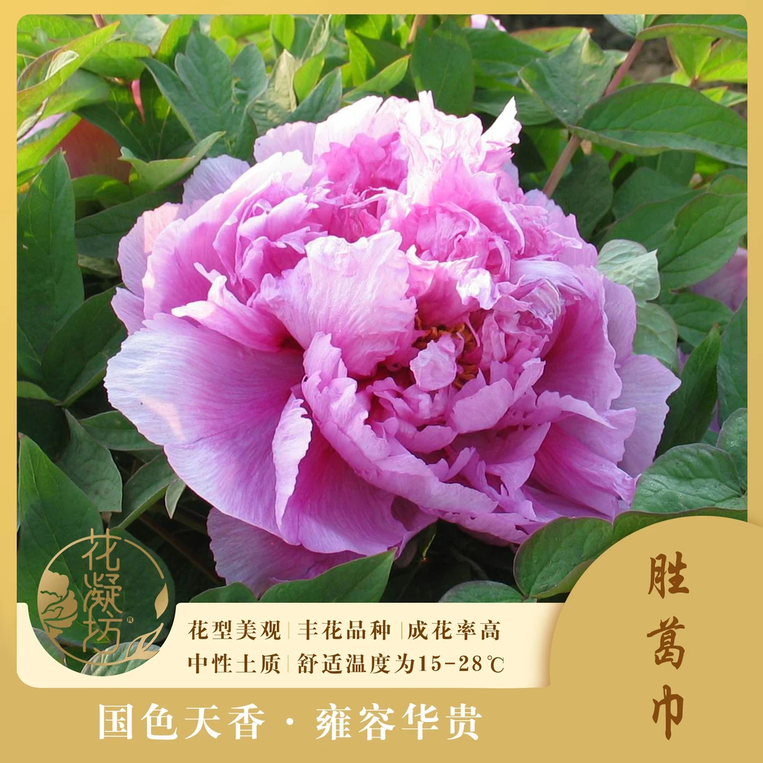 花凝坊【胜葛巾】洛阳紫色系牡丹品种 原盆原土 基地直发