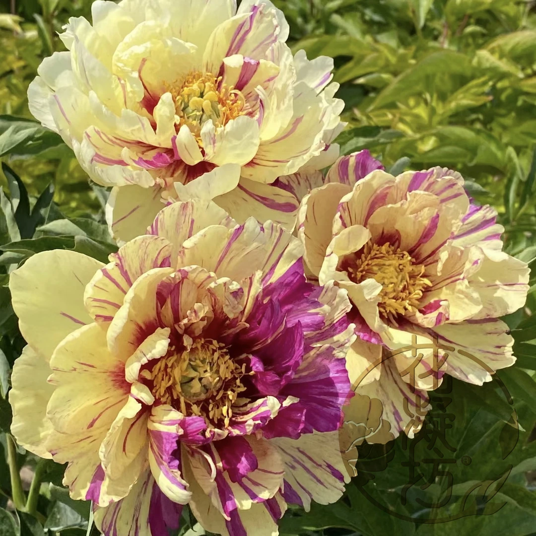 花凝坊【伊藤 棒棒糖】洛阳牡丹花会复色系芍药 带盆原土 包邮到家