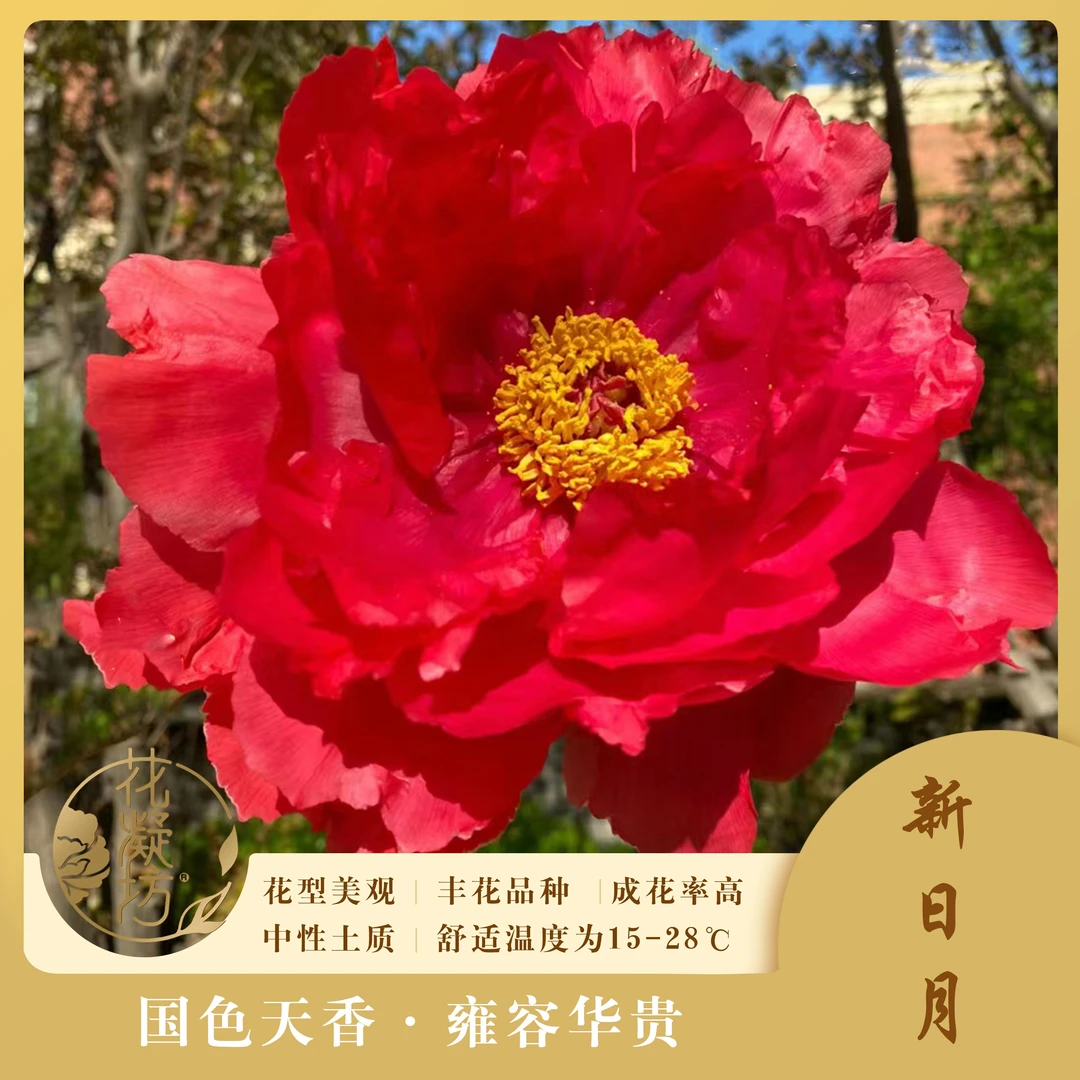 花凝坊【新日月】洛阳红色系牡丹品种 原盆原土 基地直发