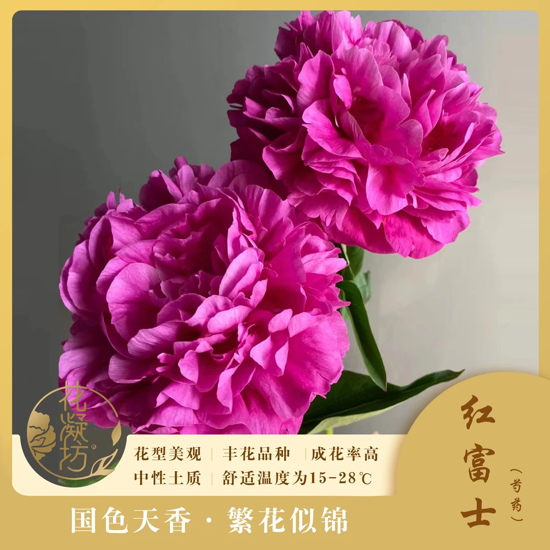 花凝坊【红富士】洛阳牡丹花会玫红色芍药带盆原土包邮到家芍药花