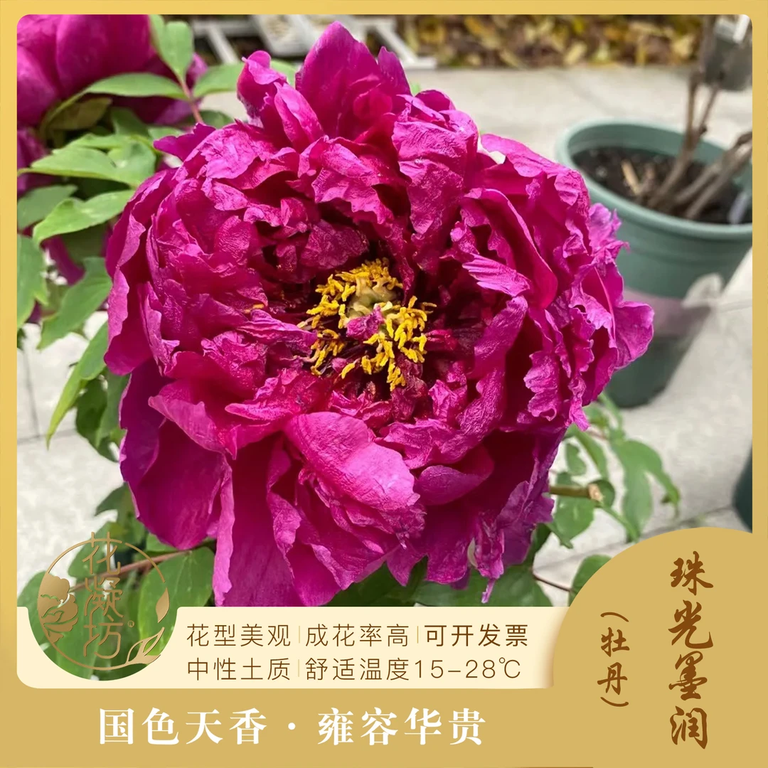 花凝坊【珠光墨润】洛阳牡丹花会墨红色品种 带盆原土 包邮到家