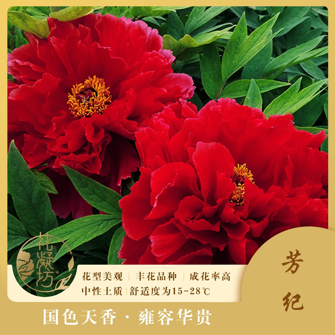 花凝坊【芳纪】 洛阳牡丹花会红色系品种 带盆原土 包邮到家