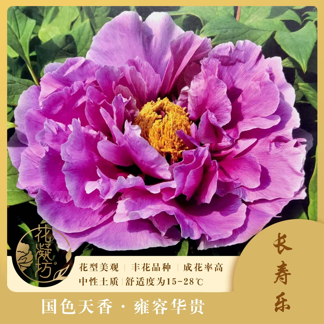 花凝坊【长寿乐】洛阳蓝色系牡丹品种 原盆原土 基地直发