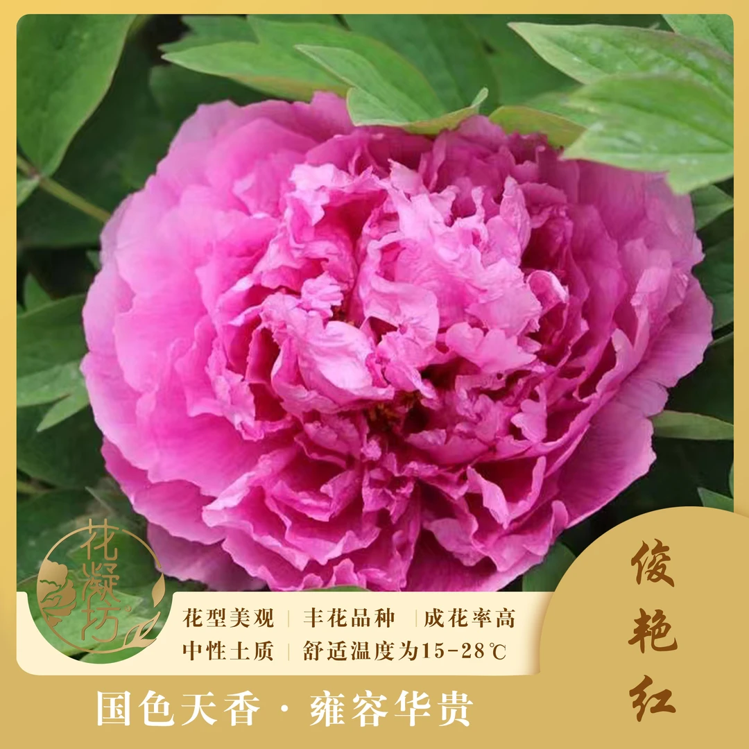 花凝坊【俊艳红】洛阳牡丹花会紫红系品种 带盆原土 包邮到家