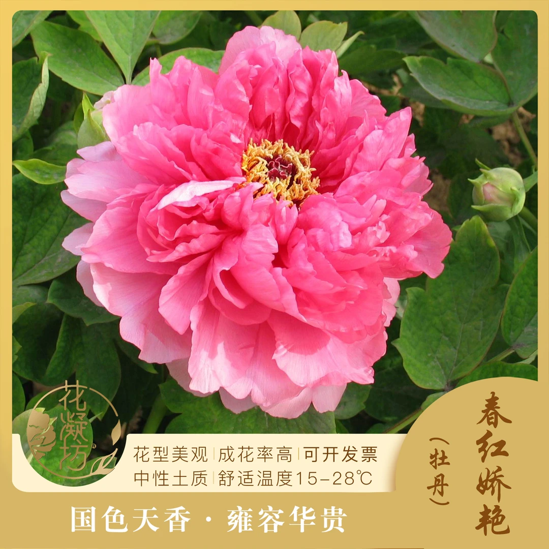 花凝坊【春红娇艳】洛阳红色系牡丹品种 原盆原土 基地直发