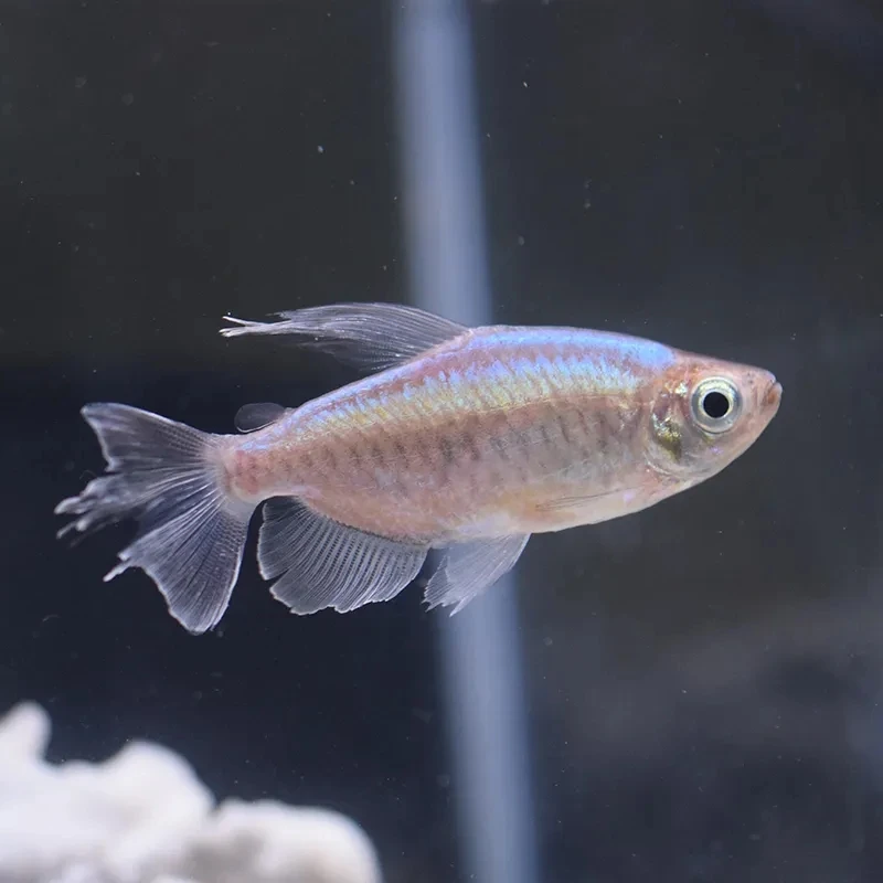 刚果美人鱼群游互动性强颜色艳丽属于灯科鱼可和任何南美鱼混养