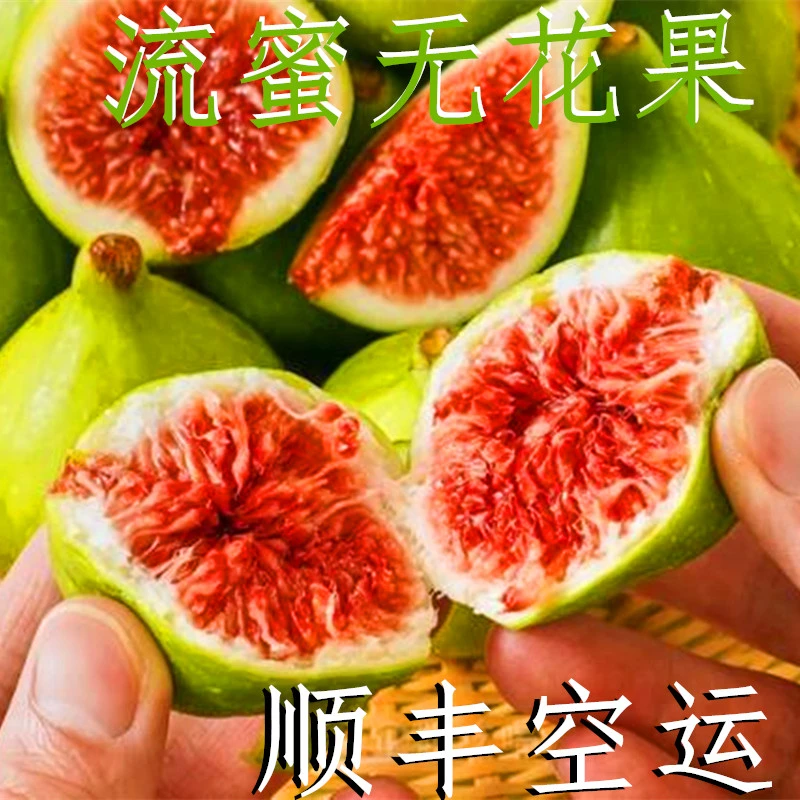 【顺丰空运】鲜无花果鲜果新鲜水果果园现摘当季软糯香甜青皮无花果