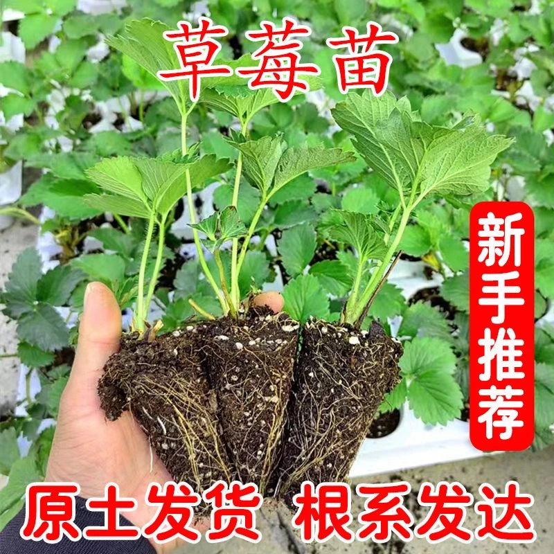 四季奶油味草莓苗盆栽露天食用章姬特价草莓种苗南北方当年结果