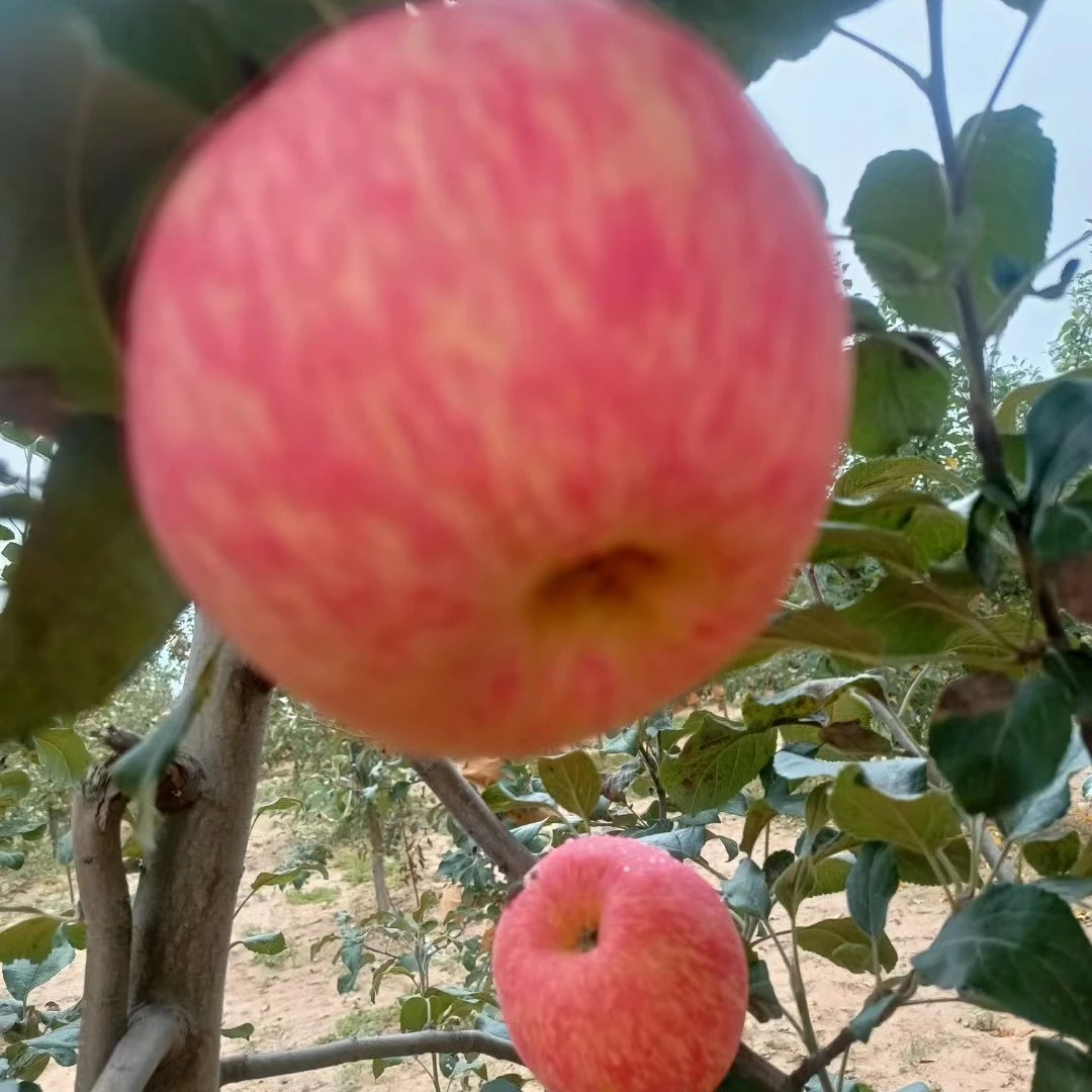 陕西乾县红富士苹果脆甜多汁正宗现摘婚礼现发原产地直发新鲜水果