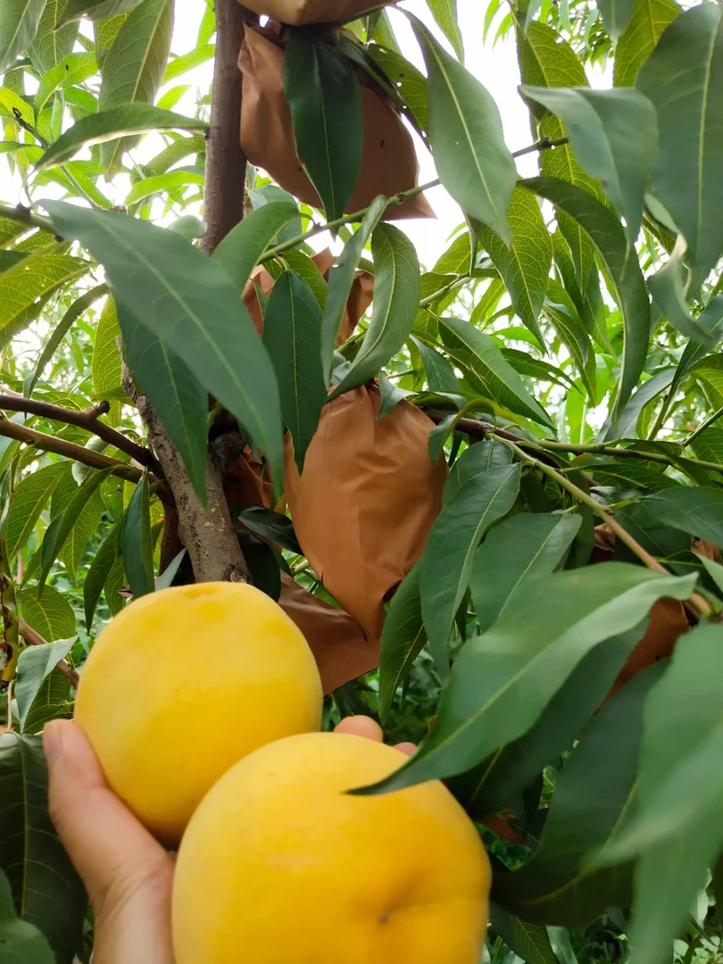锦绣黄桃脐橙新鲜水果香甜多汁脆爽黄毛桃果园现摘生活乡村正宗