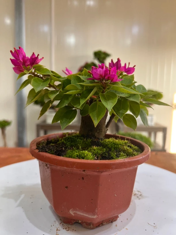 迷你盆景老桩三角梅小桃红