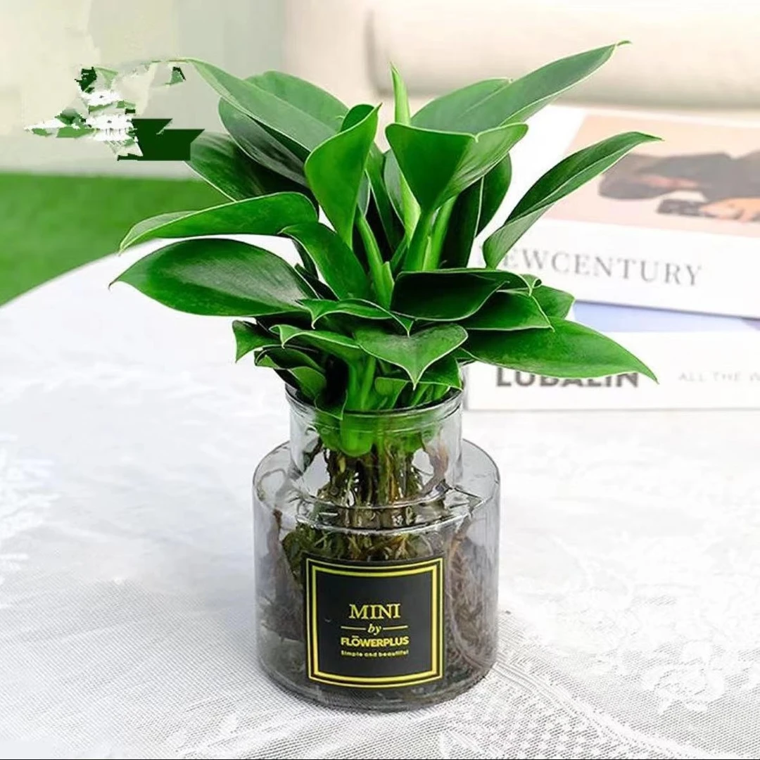 大叶金钻绿公主四季常青吸甲醛室内绿植可水培净化空气易活好养