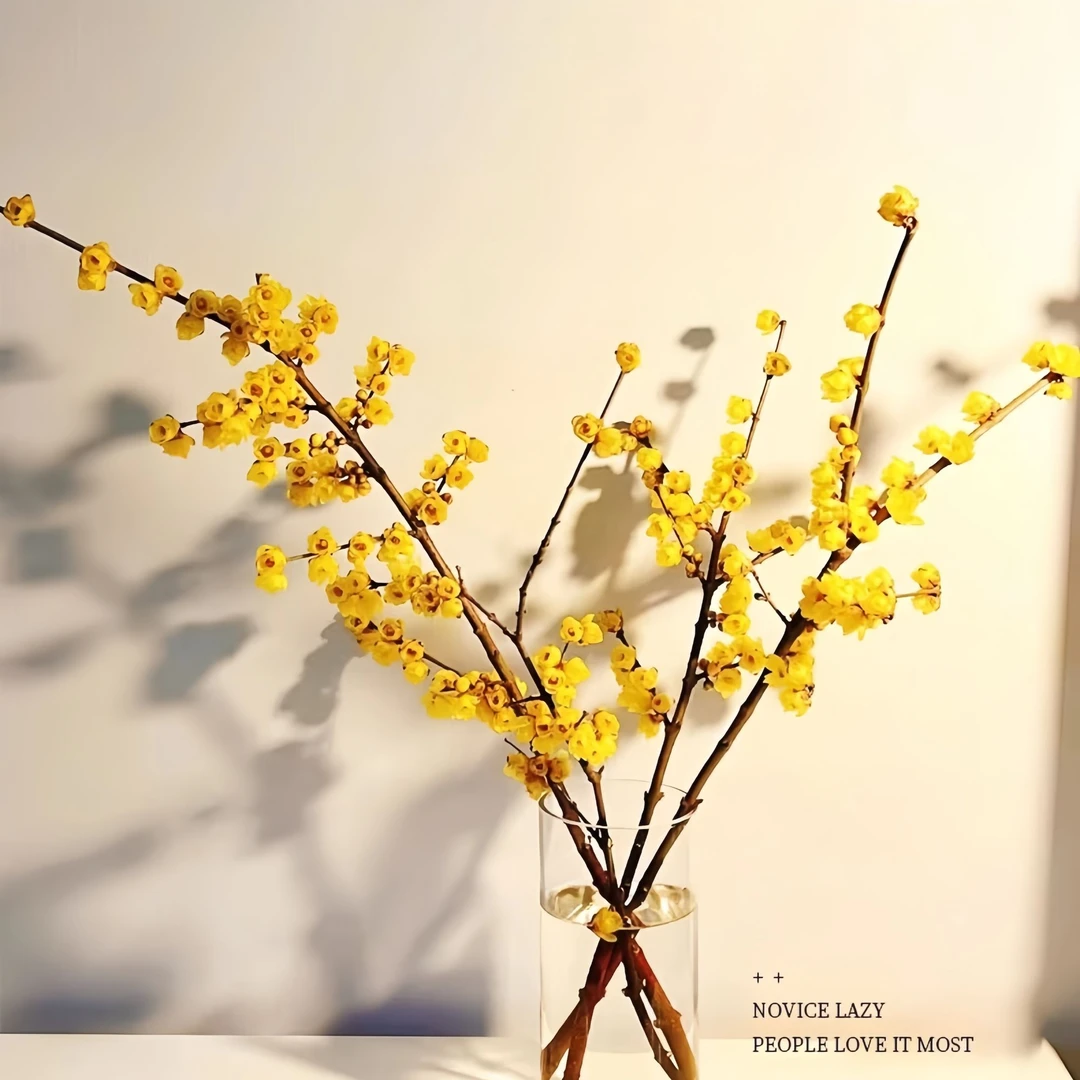 蜡梅鲜花鲜切枝条朵朵饱满芳香四溢
