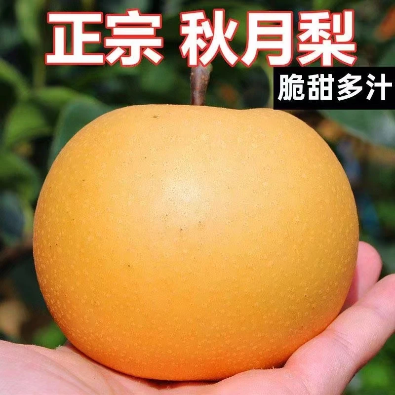 2023正宗莱阳秋月梨5斤装 细腻化渣甘甜清脆新鲜采摘果园甄选多汁