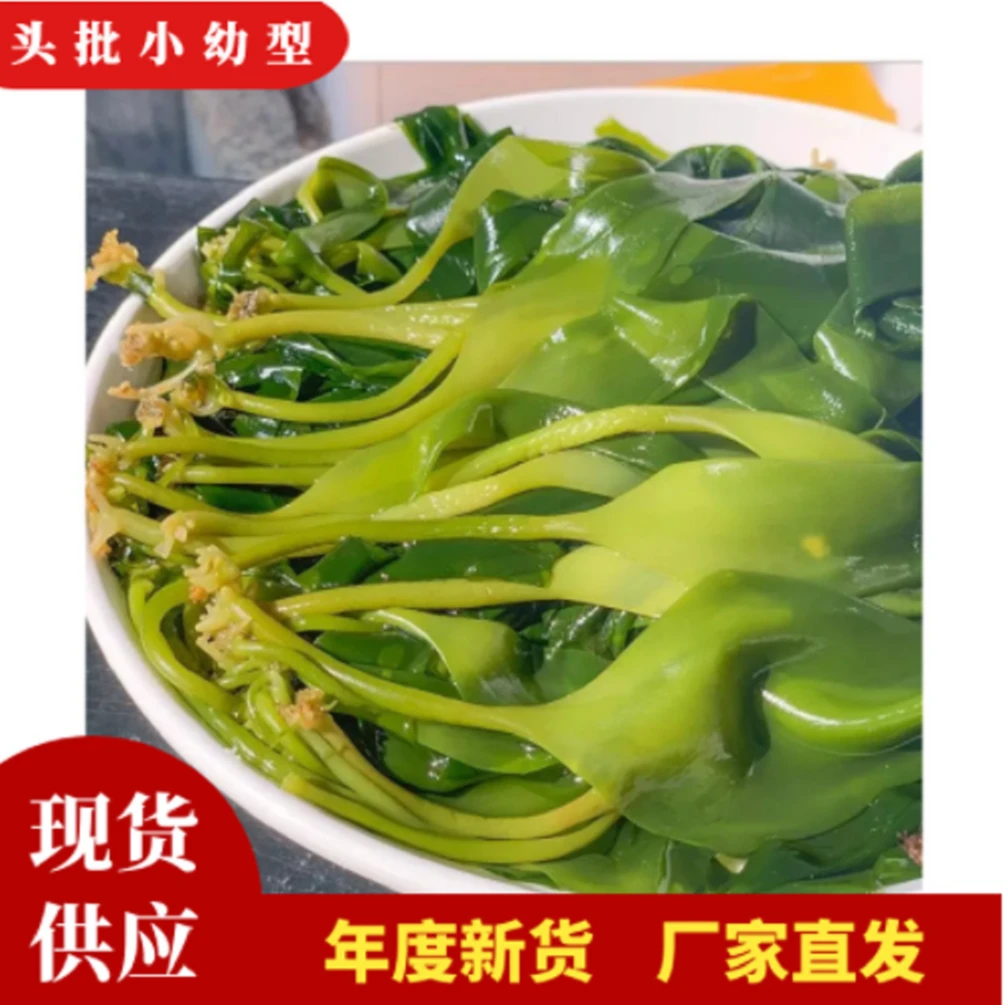 霞浦盐渍海带嫩苗 半干小海带芽凉拌火锅煮汤食材 鲜嫩脆爽500g