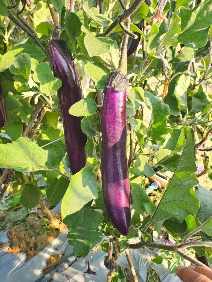 【紫皮茄子农户价】云南露天茄子新鲜长茄子紫皮茄子现摘软糯美味