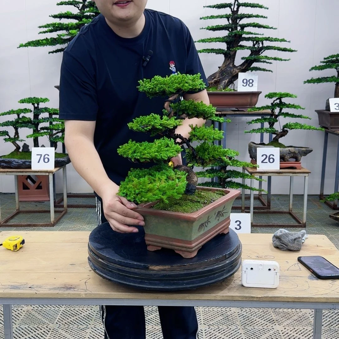 盆景柏树造型盆景