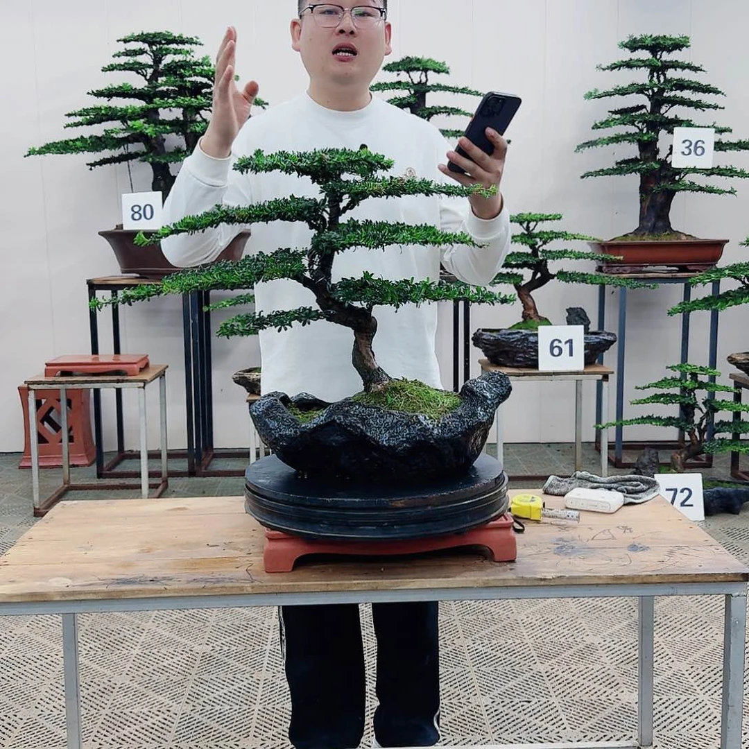 盆景罗汉松造型盆景