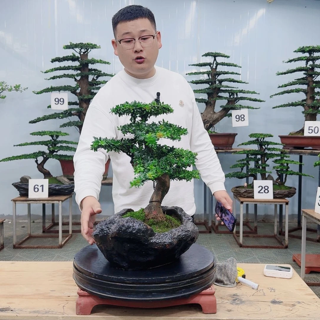 盆景罗汉松造型盆景