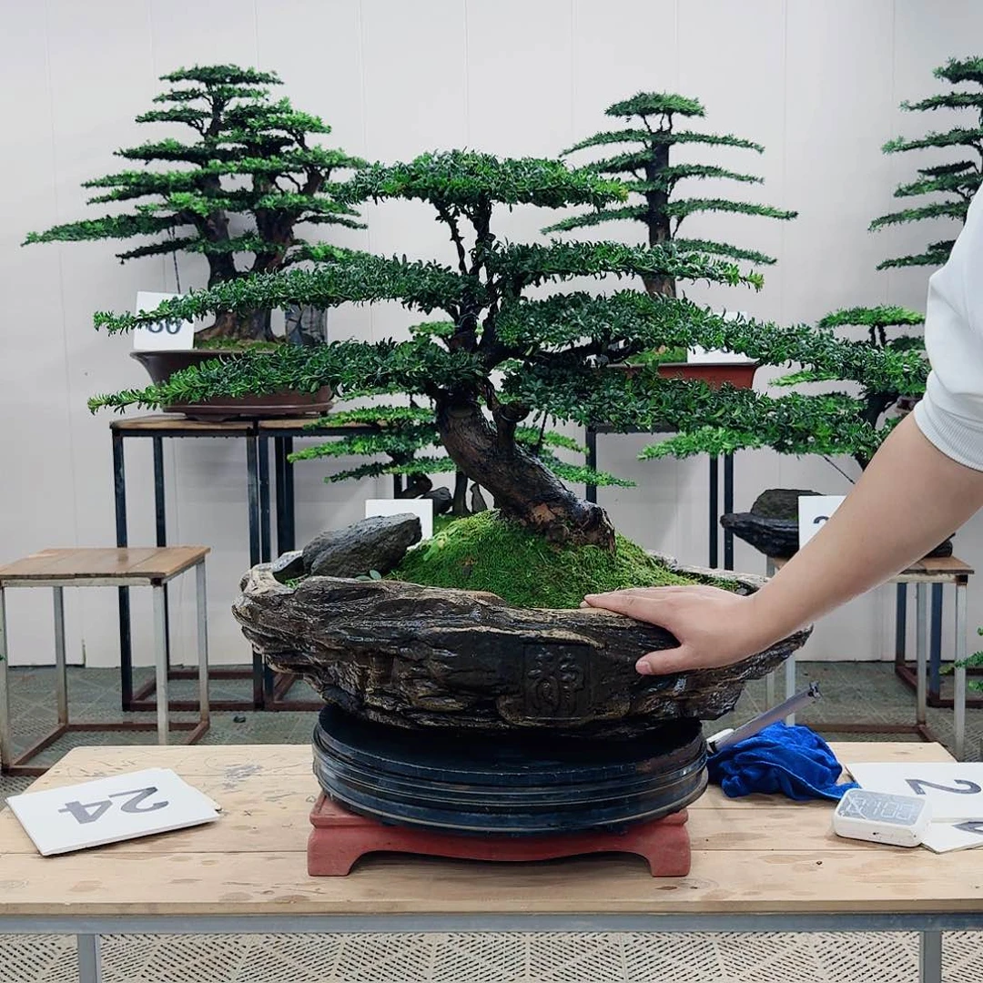 盆景罗汉松造型盆景