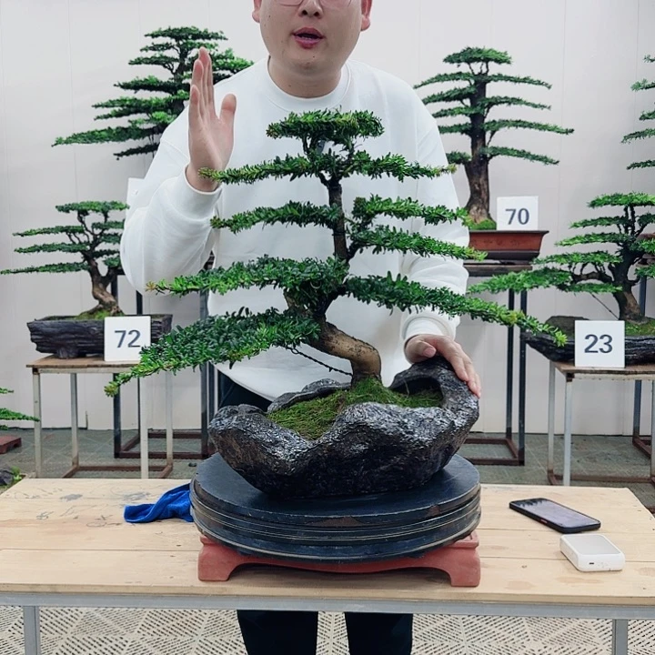 盆景罗汉松造型盆景