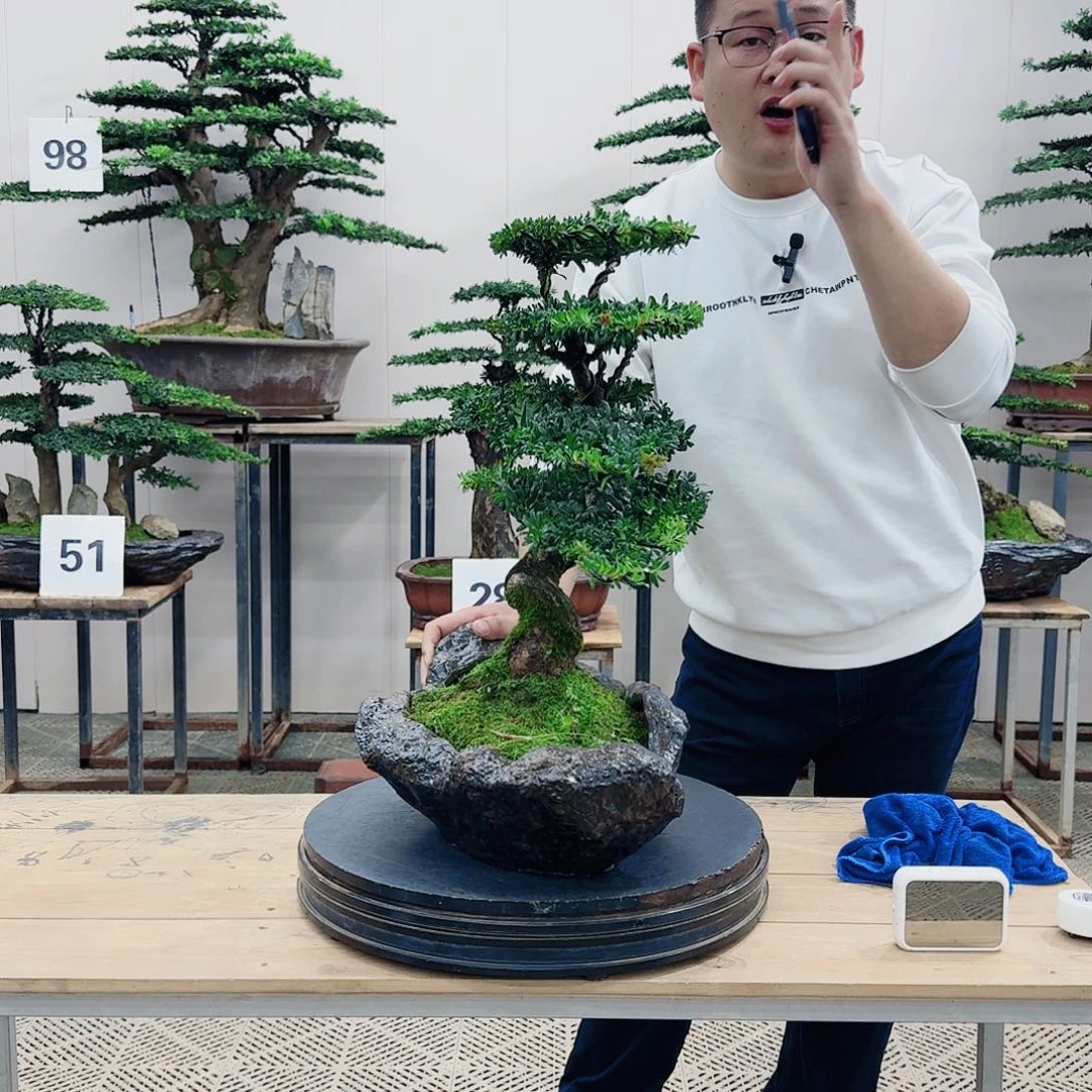 盆景罗汉松造型盆景