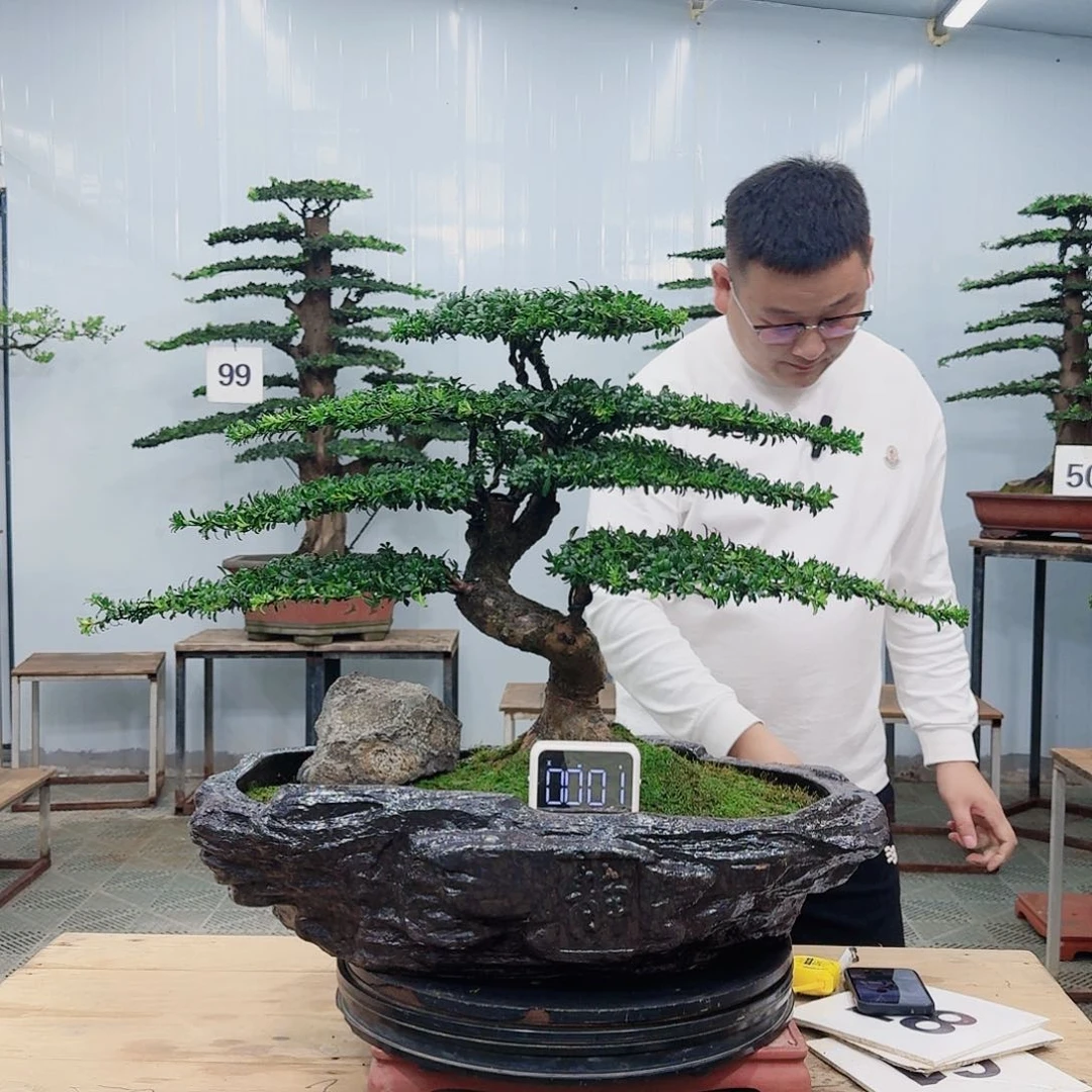 盆景罗汉松造型盆景