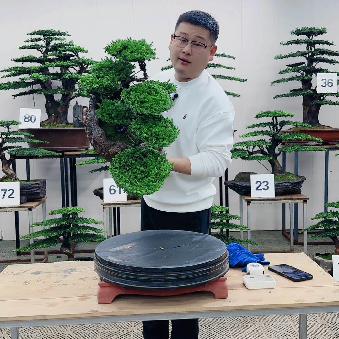 盆景柏树造型盆景