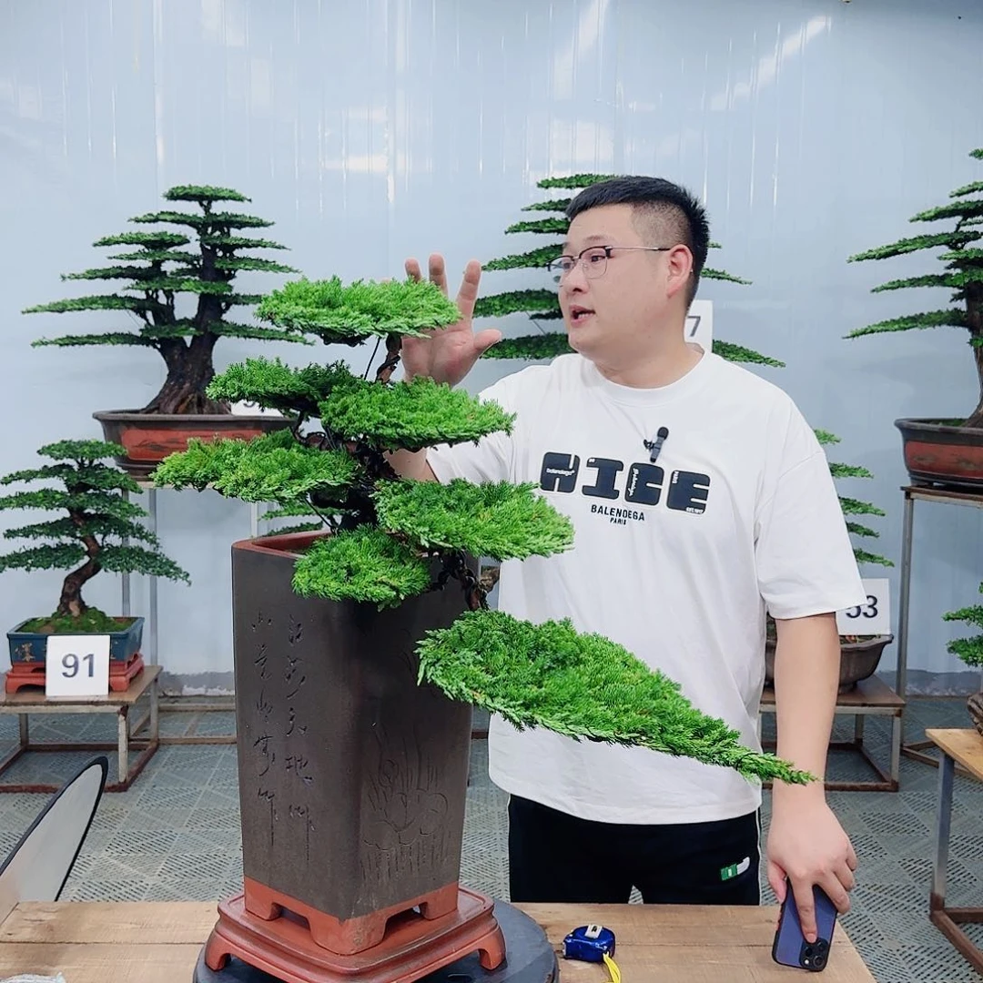 盆景柏树造型盆景