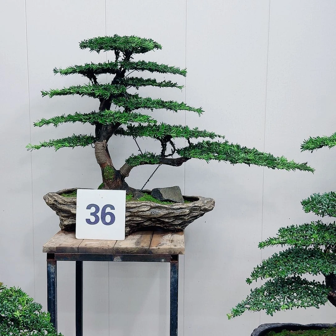 盆景米叶罗汉松盆景