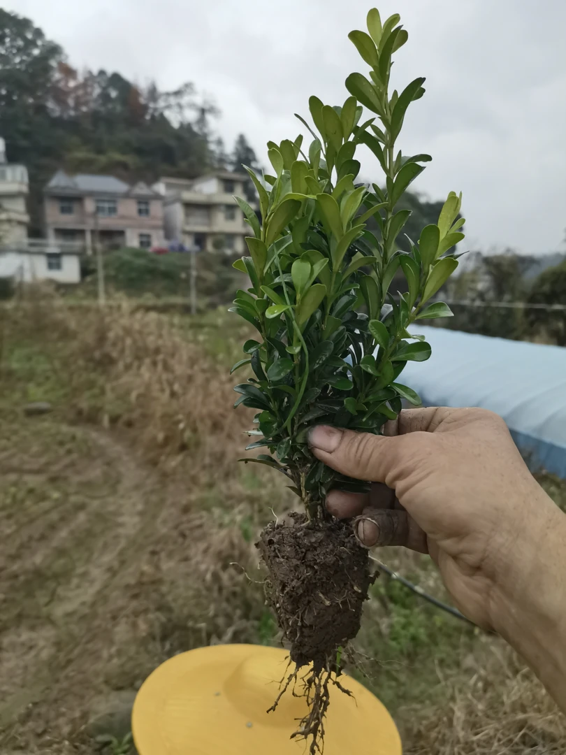 两年生庭院绿化苗盆景苗瓜子黄杨工程苗土球苗5棵包邮绿植黄杨树
