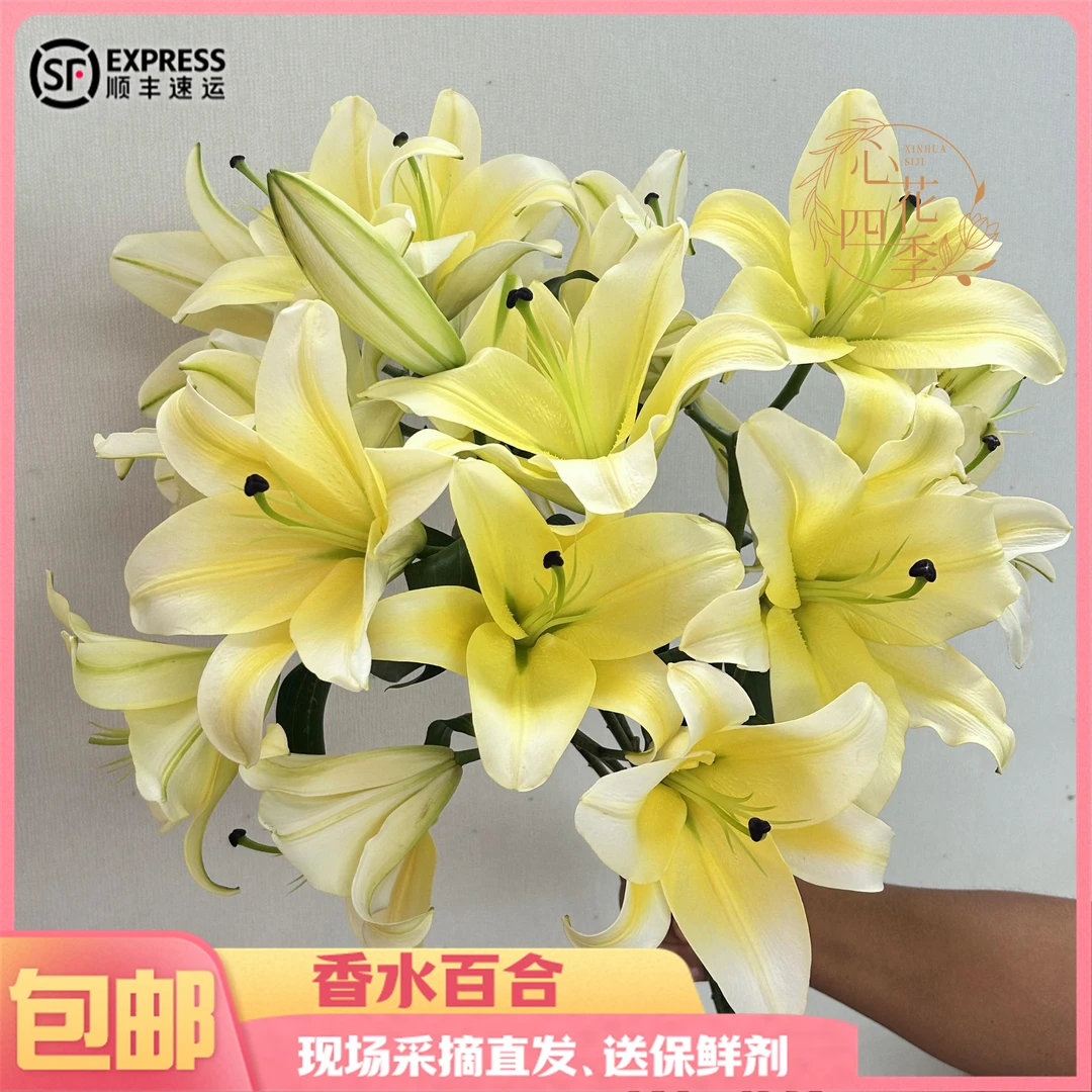 黄天霸需要黄色霸气香水百合花大花型浓香型云南基地直发家居摆件