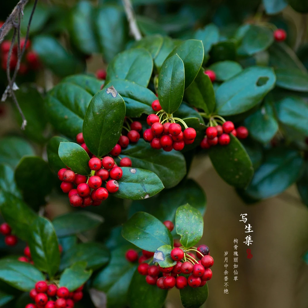 伴生树-无刺构骨-庭院树-景观树