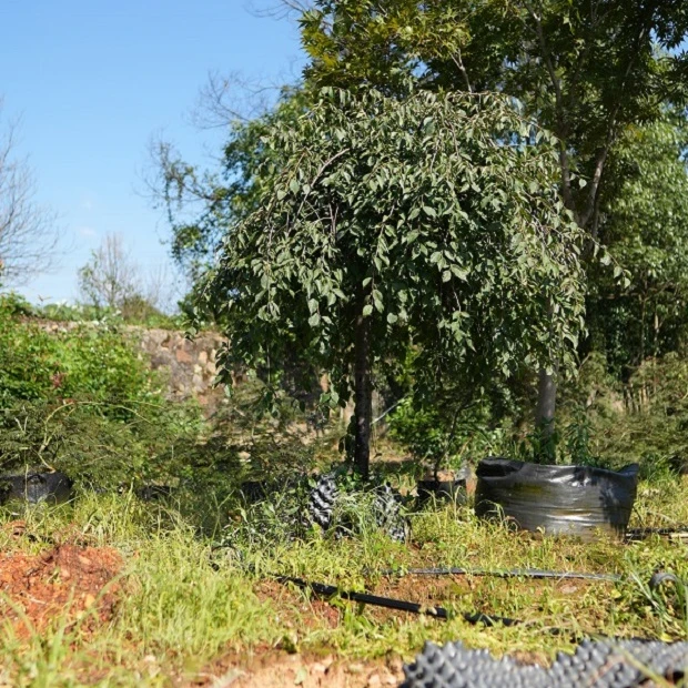 垂枝梅-梅花-伴生树