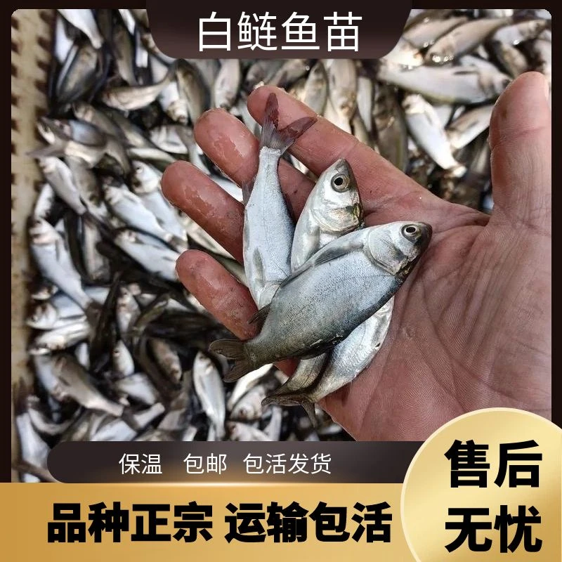 白鲢鱼 跳鲢 大头鱼鲢鳙四大家鱼淡水水族活体宠物观赏鱼