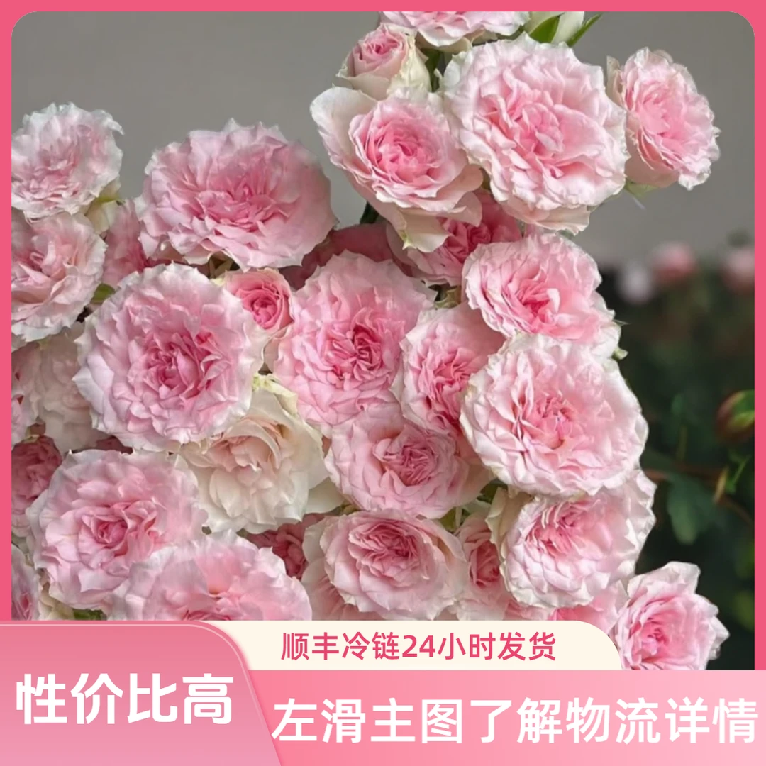 鲜花【多头情迷罗拉泡泡10枝】