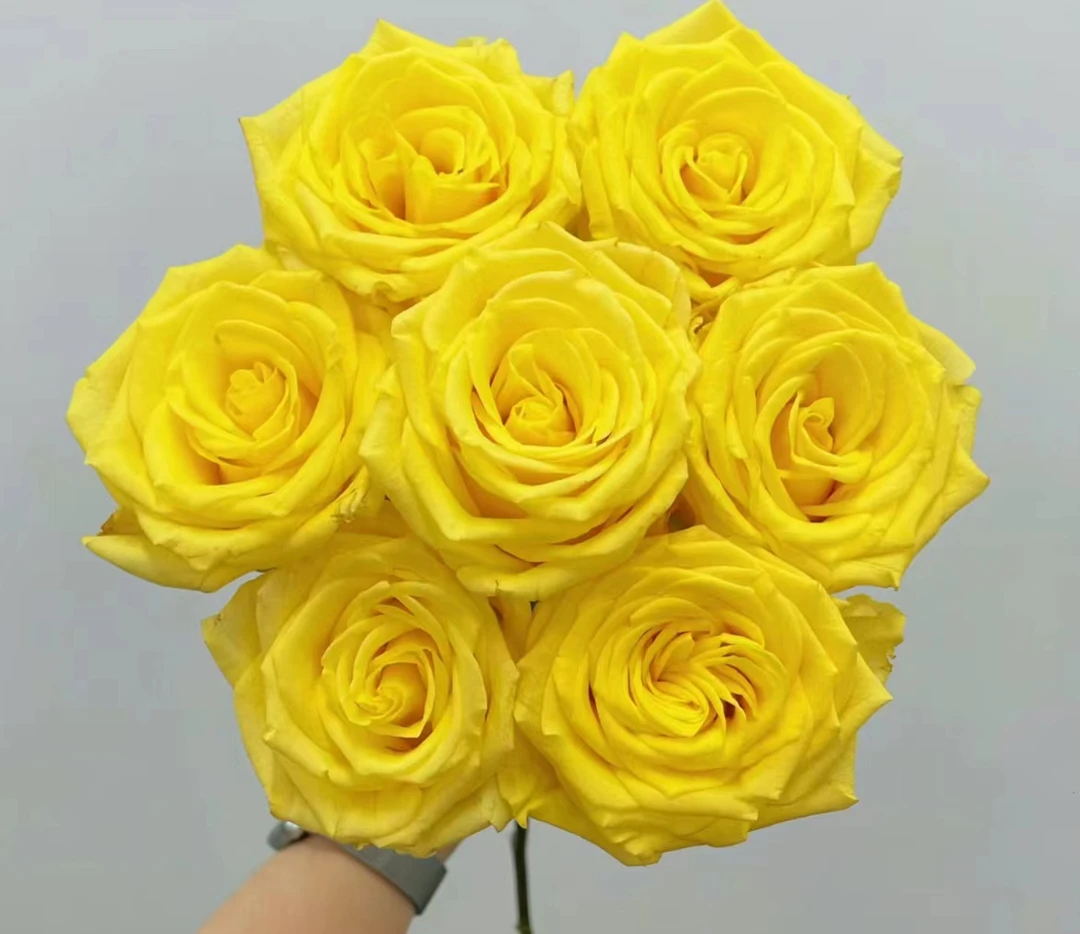 【花屿精选】黄精灵单头玫瑰 请左滑主图了解物流和售后规则