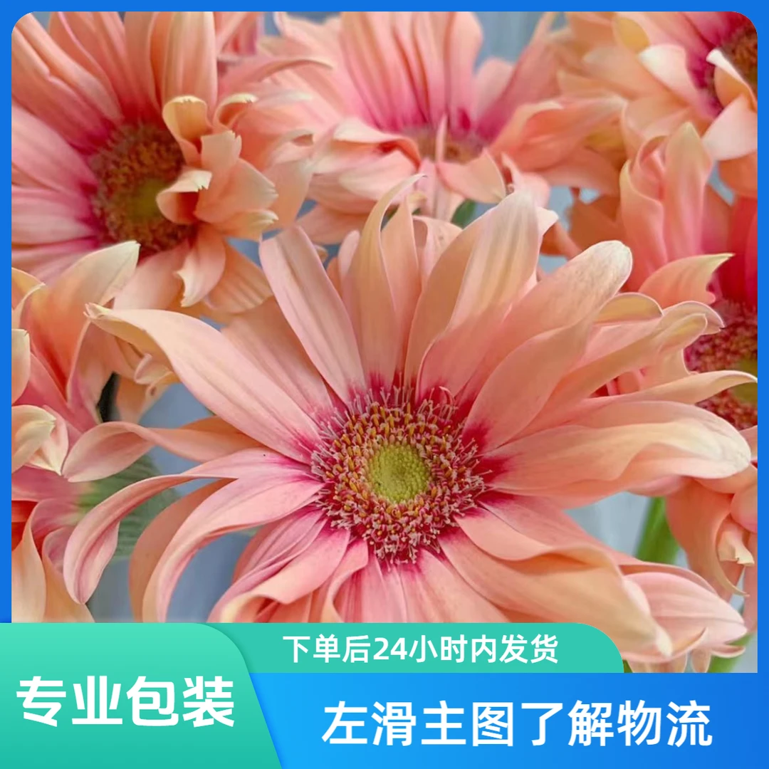 【花屿精选】非洲菊 亚丁【10枝】 左滑主图了解物流以及售后规则