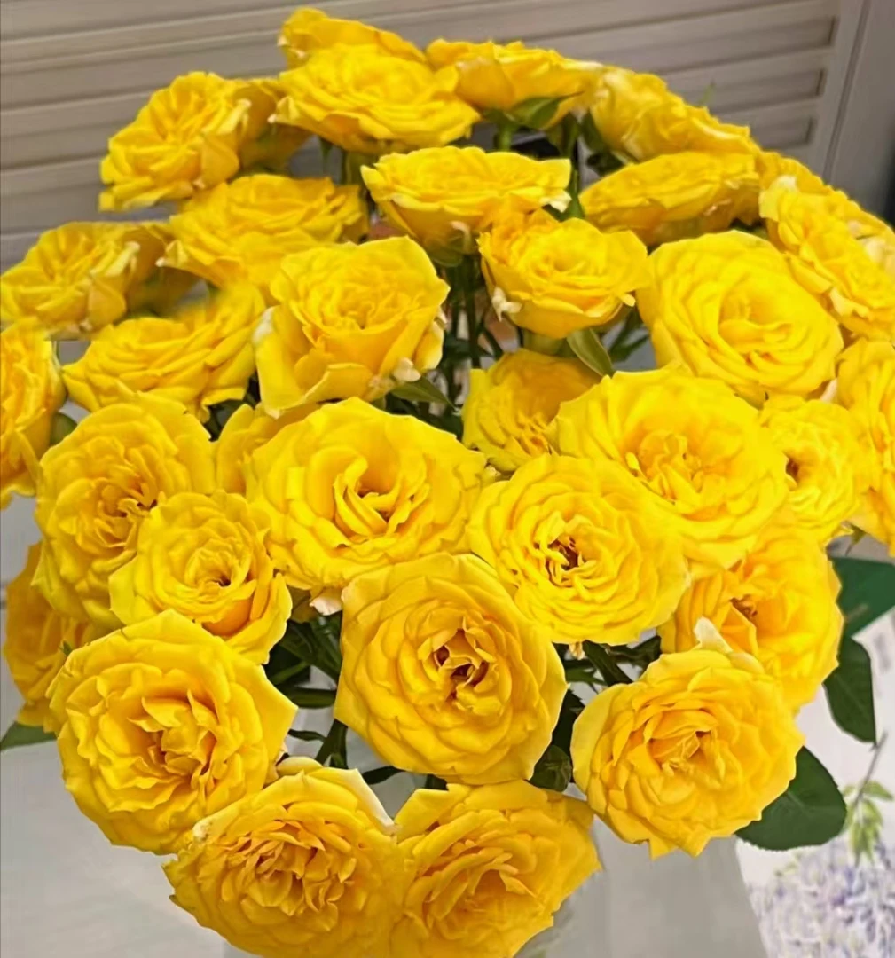 【切诺基多头泡泡10枝】一单中通不售后，鲜花两单包邮发顺丰冷链