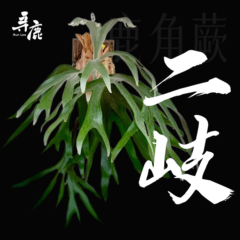 【二岐鹿角蕨】板植鹿角蕨挂板挂墙绿植水苔植物【联系客服一物一拍】