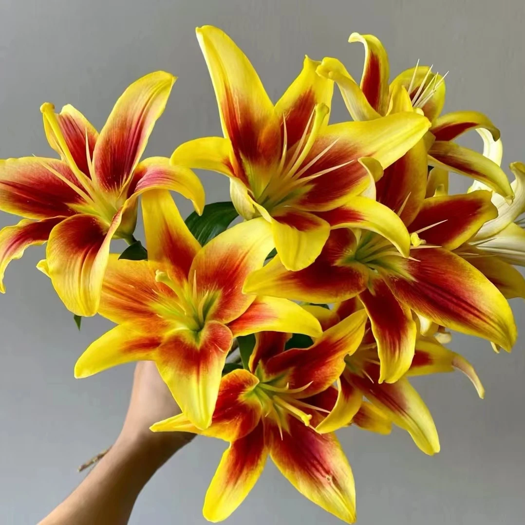 皇冠百合花橙红双色百合花双色球特别独特瓶插鲜花