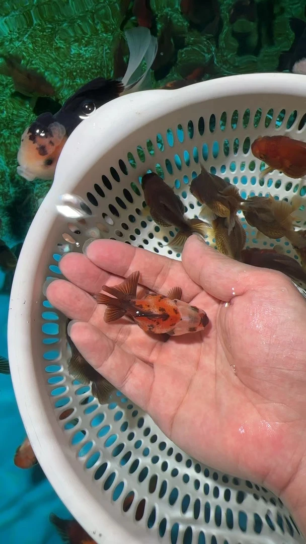 金鱼 玛丽金鱼 鱼苗