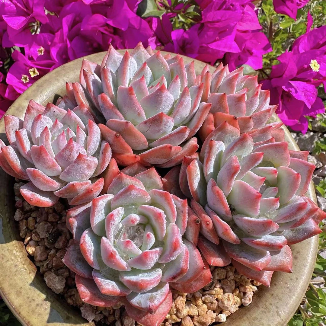慢悠花房群生粉蓝鸟精品办公室阳台绿植园艺盆栽花卉庭院多肉植物