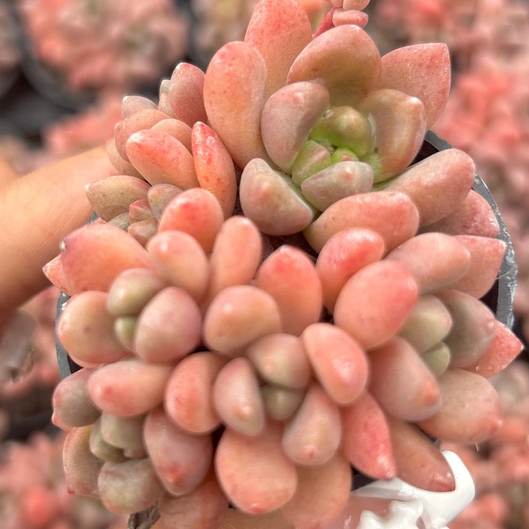 慢悠花房香奈儿多肉绿植园艺盆栽花卉庭院多肉植物