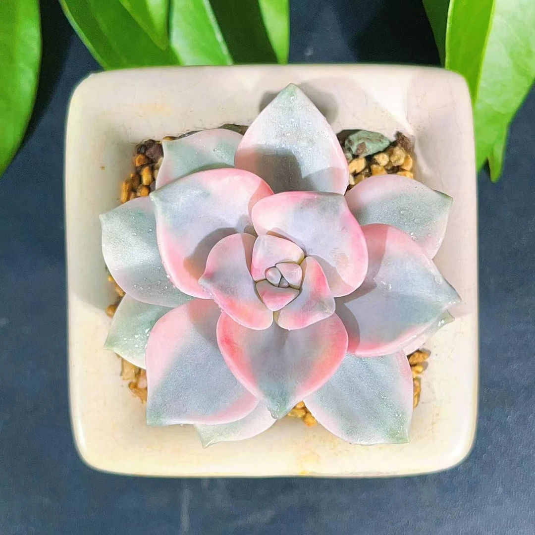 慢悠花房紫乐锦精品多肉办公室阳台绿植园艺盆栽花卉庭院多肉